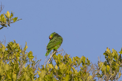 Amazona autumnalis autumnalis