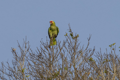 Amazona autumnalis autumnalis