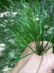 Festuca heterophylla