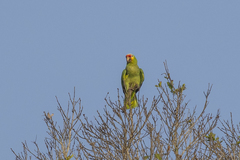 Amazona autumnalis autumnalis