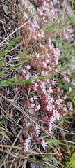 Sedum arenarium