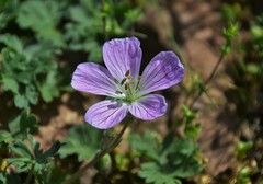 Geranium dolomiticum