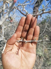 Bursera galeottiana