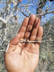 Bursera galeottiana