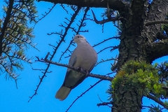 Streptopelia decaocto