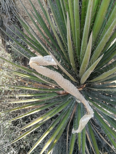 Yucca periculosa