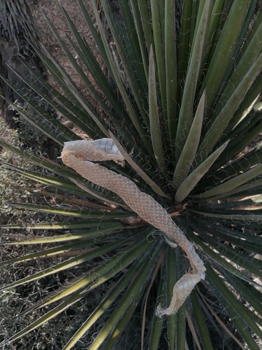 Yucca periculosa
