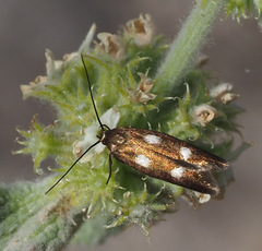 Scythris flabella