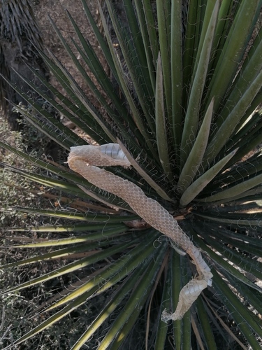 Yucca periculosa