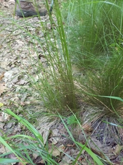 Festuca heterophylla