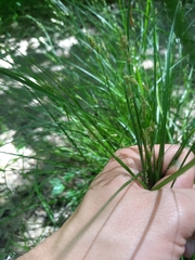 Festuca heterophylla