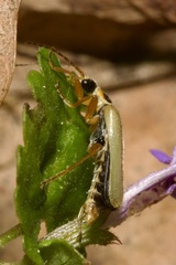 Metacantharis clypeata
