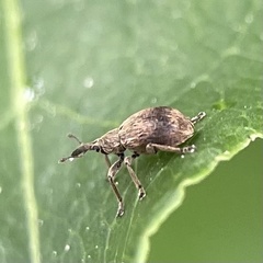 Trichopterapion holosericeum