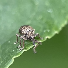 Trichopterapion holosericeum