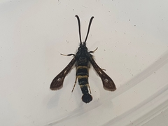 Sazonia fenusaeformis