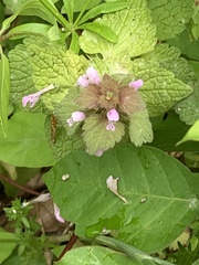 Lamium purpureum