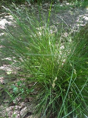 Festuca heterophylla