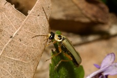 Metacantharis clypeata