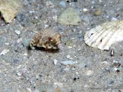 Checkered Puffer photo 4