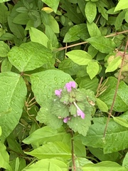 Lamium purpureum