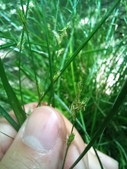 Festuca heterophylla