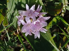 Lachenalia ensifolia