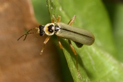 Metacantharis clypeata