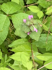 Lamium purpureum