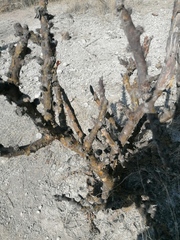 Jatropha neopauciflora