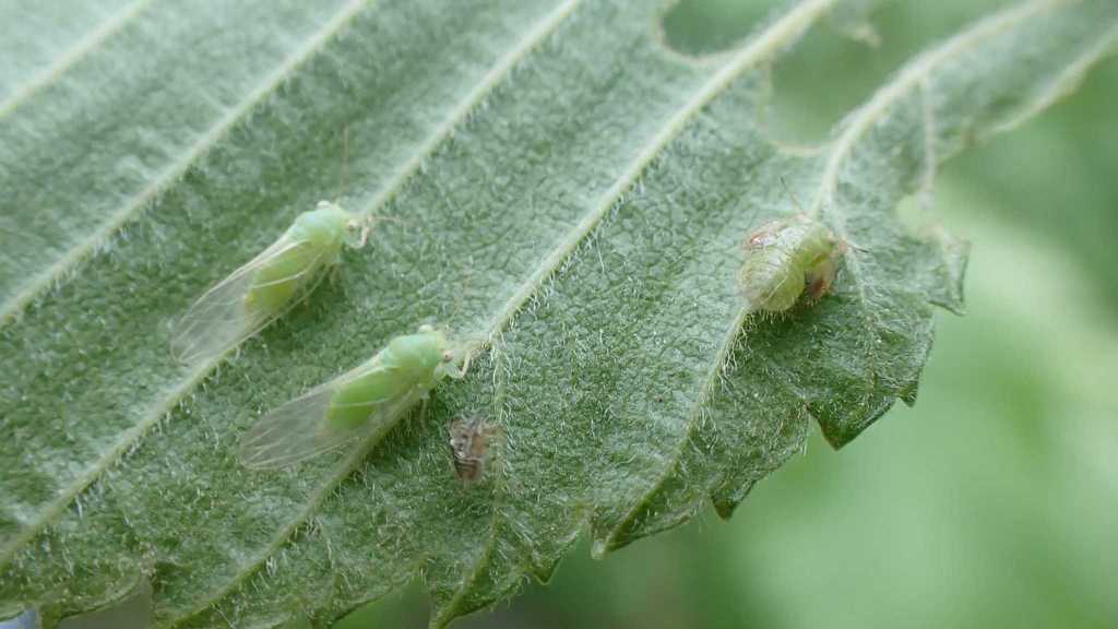 Cacopsylla ulmi