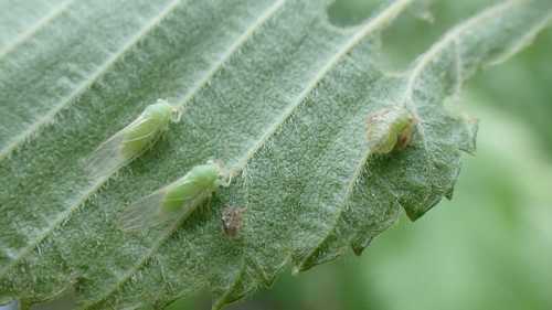 Cacopsylla ulmi