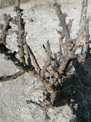 Jatropha neopauciflora