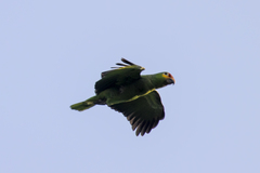 Amazona autumnalis autumnalis