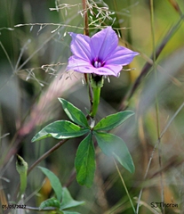 Ipomoea hochstetteri