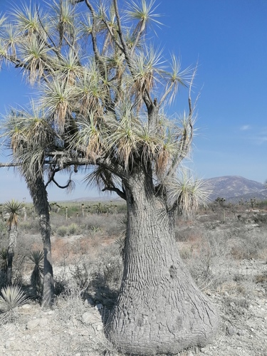 Beaucarnea gracilis (Beaucarnea gracilis)