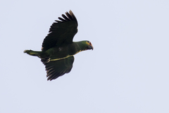 Amazona autumnalis autumnalis