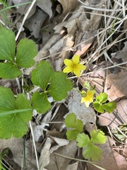 Waldsteinia