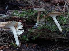 Lentinus longiporus