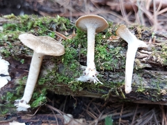 Lentinus longiporus