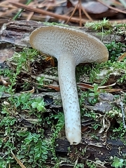 Lentinus longiporus