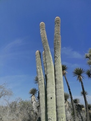 Cephalocereus macrocephalus