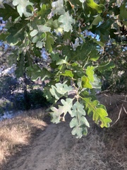 Quercus × jolonensis