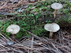 Lentinus longiporus