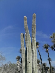 Cephalocereus macrocephalus