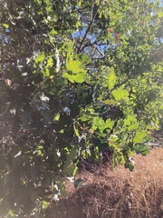 Quercus × jolonensis