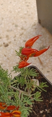 Lotus berthelotii