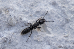 Pachycondyla harpax
