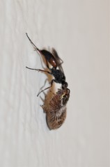 Agenioideus nubecula