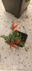 Lotus berthelotii