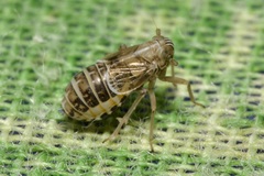 Dicranotropis hamata